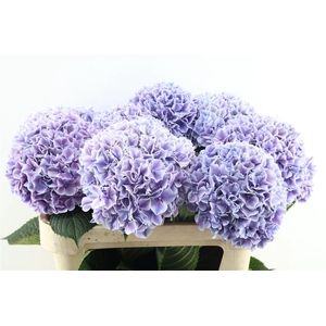 Hydr M Sunsation Purple 80-23