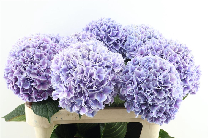 <h4>Hydr M Sunsation Purple 80-23</h4>