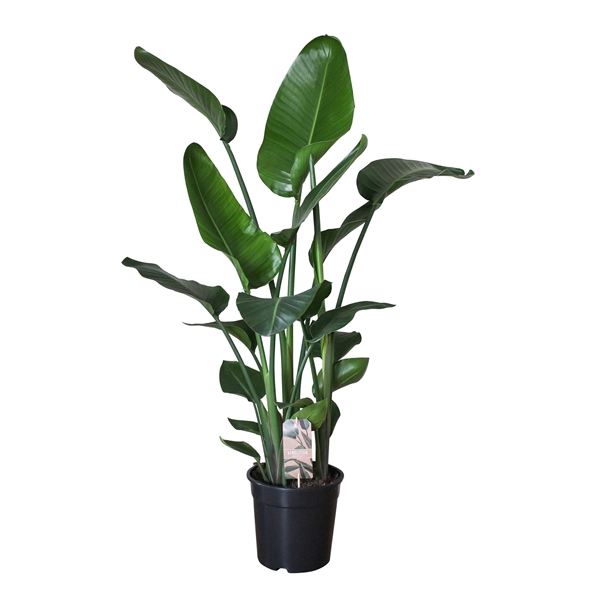 <h4>Strelitzia Nicolai 3pp 140cm</h4>