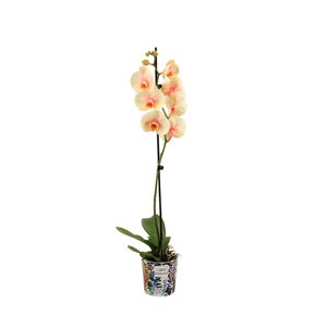Potcover I Am Coloured Phal I Am Sunshine 1T9+ (24uur levertijd