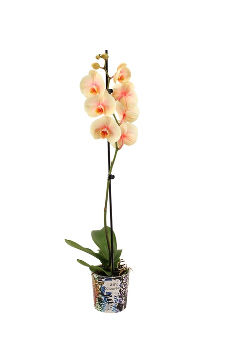 <h4>Potcover I Am Coloured Phal I Am Sunshine 1T9+ (24uur levertijd</h4>
