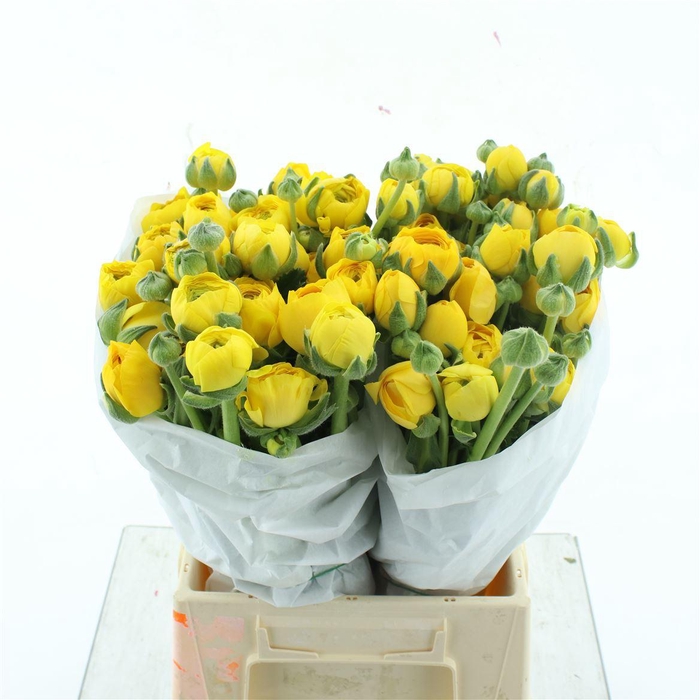 <h4>Ran Su Omega Yellow Extra</h4>