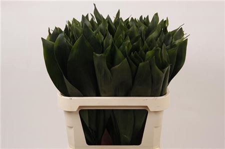 <h4>DEC ASPIDISTRA</h4>