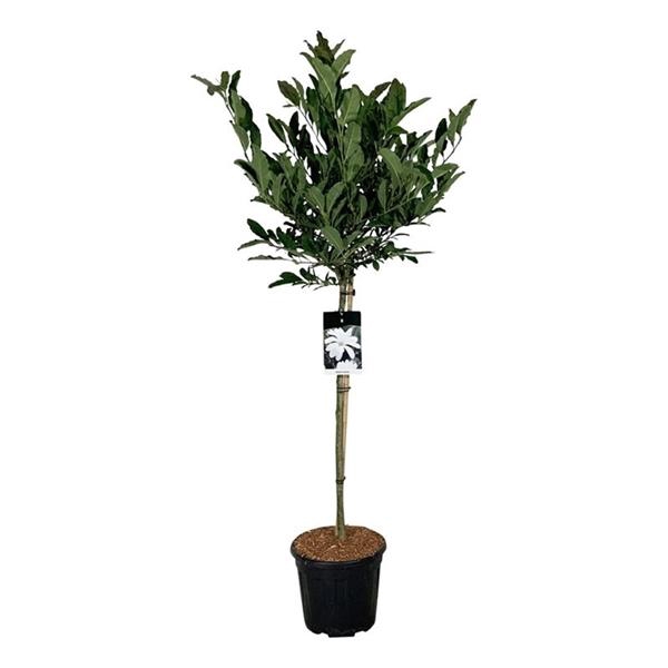 <h4>Magnolia stellata</h4>