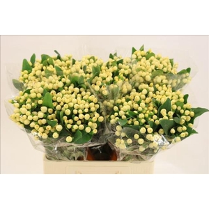 Hypericum Magical White Prince