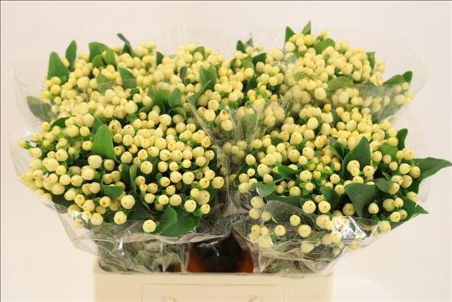 <h4>Hypericum Magical White Prince</h4>