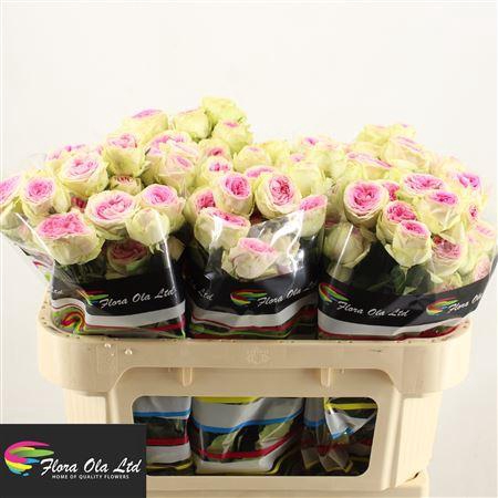 <h4>R Tr Gelato</h4>