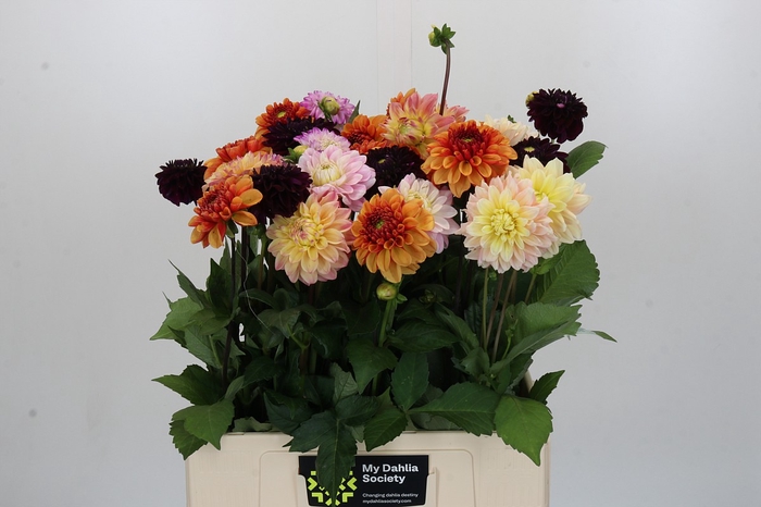Dahlia Gemengd in bos