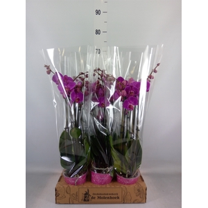 Phalaenopsis   ...lilac