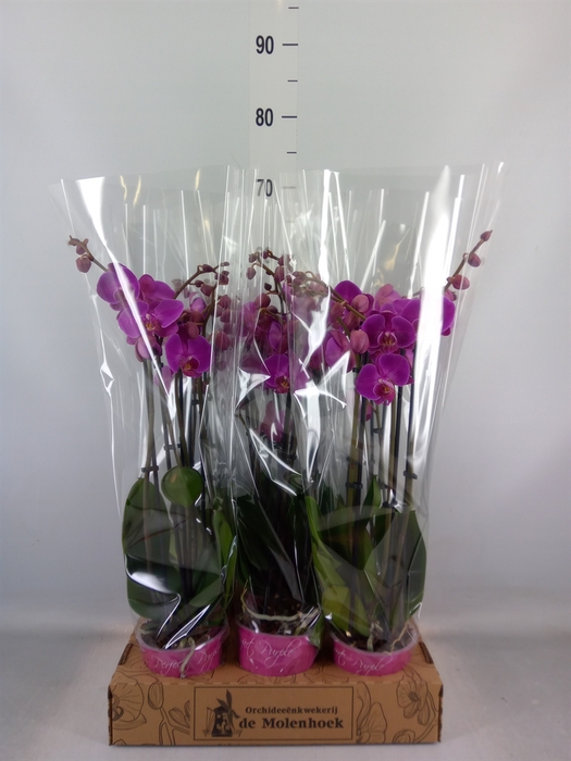 <h4>Phalaenopsis   ...lilac</h4>