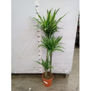 Dracaena fr de 'LemonLime'