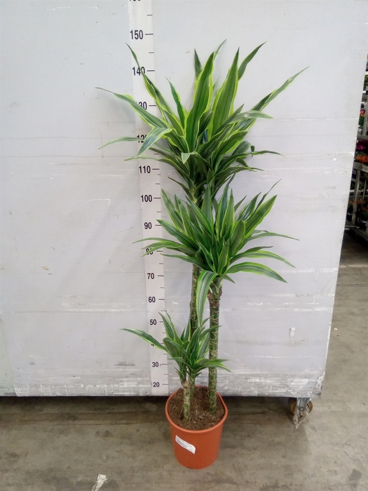 <h4>Dracaena fr de 'LemonLime'</h4>