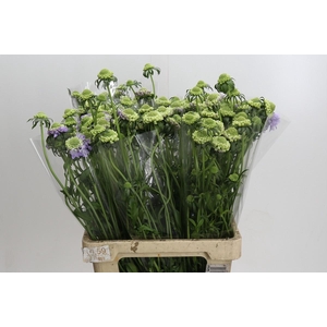 Scabiosa Bon Bon Scoop Teaberry