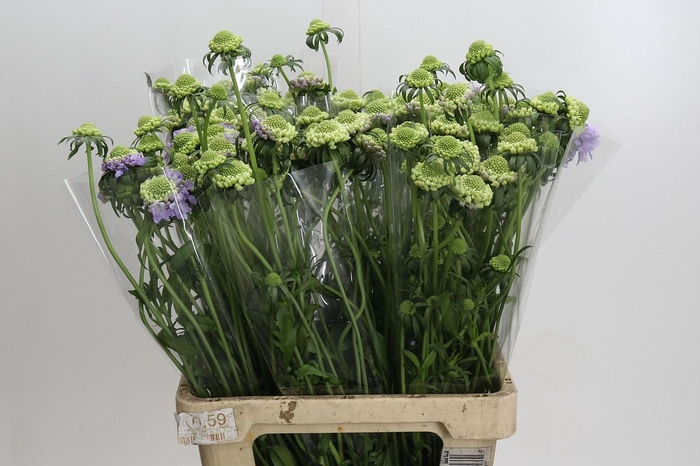 <h4>Scabiosa Bon Bon Scoop Teaberry</h4>