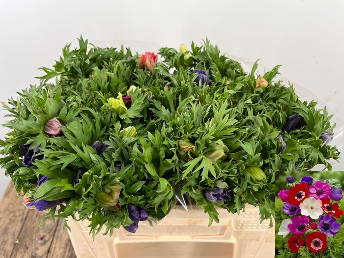 <h4>ANEM CO MAR GEM</h4>