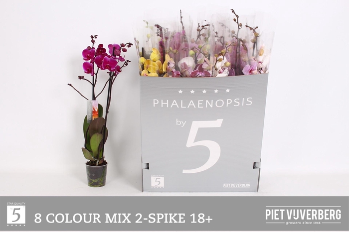 <h4>PHAL GEM 8 KL</h4>