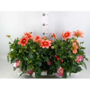 Dahlia  'Summerbees Salmon bico'