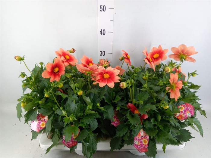 <h4>Dahlia  'Summerbees Salmon bico'</h4>