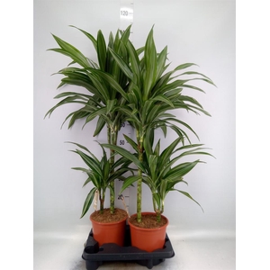 Dracaena fr de 'Ulises'