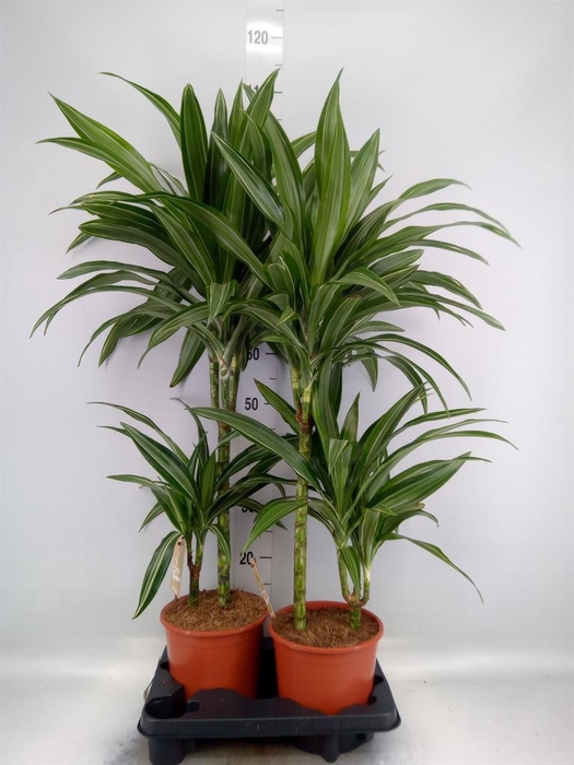 <h4>Dracaena fr de 'Ulises'</h4>