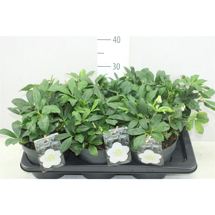 <h4>Helleborus Ni Advent Star 5+</h4>