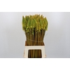 Kniphofia Eycone Yellow