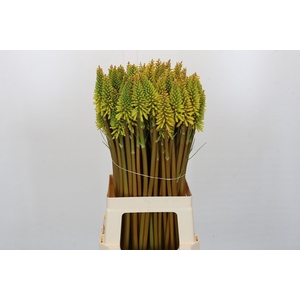 Kniphofia Eycone Yellow