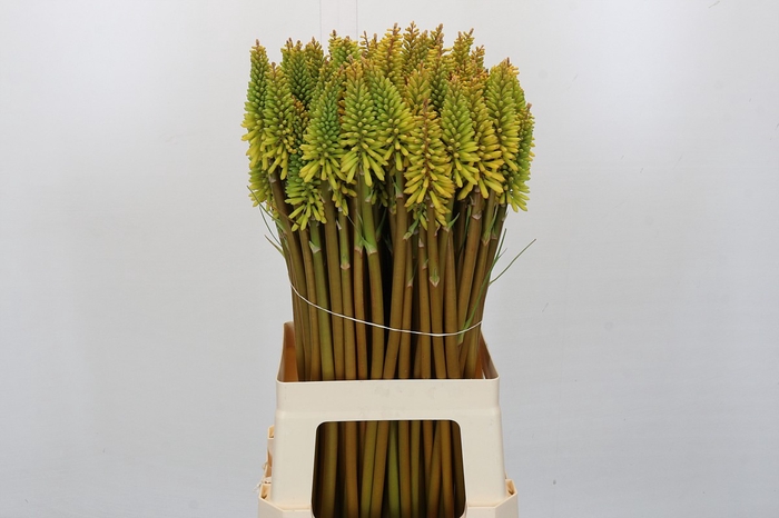 <h4>Kniphofia Eycone Yellow</h4>