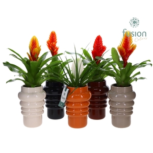 Keramiek pot met Vriesea