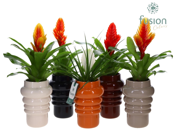 <h4>Keramiek pot met Vriesea</h4>