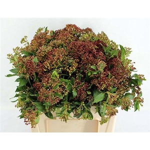 Viburnum Met Bes Bos