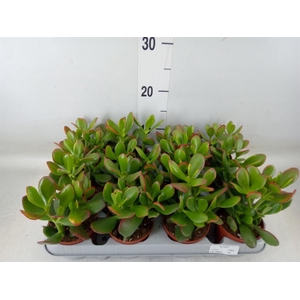 Crassula ovata 'Sunset'