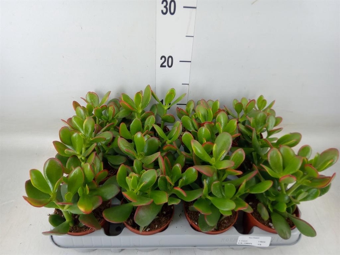 <h4>Crassula ovata 'Sunset'</h4>