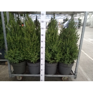 Picea glauca 'Conica'