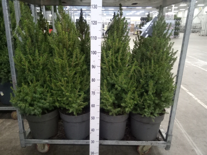 <h4>Picea glauca 'Conica'</h4>