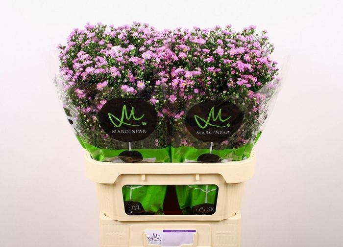 <h4>ASTER N-B 'TEENY TINY PINK'</h4>