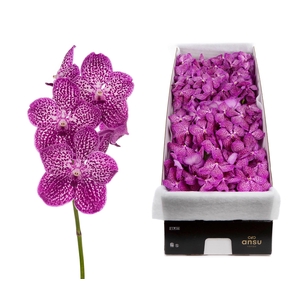 Vanda 16 tak Lipstick