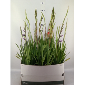 Gladiolus KL 'Glamini'