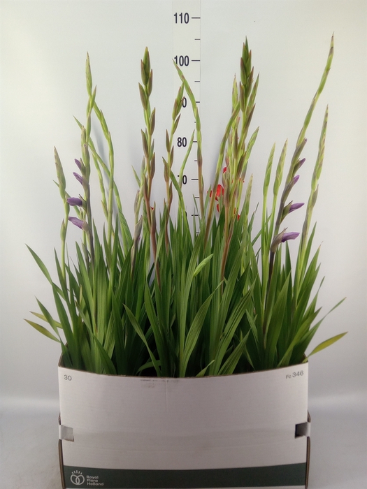 <h4>Gladiolus KL 'Glamini'</h4>