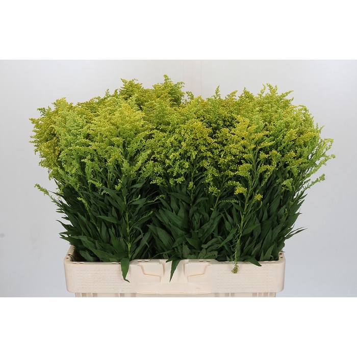 <h4>Solidago Tara Gold Buiten</h4>
