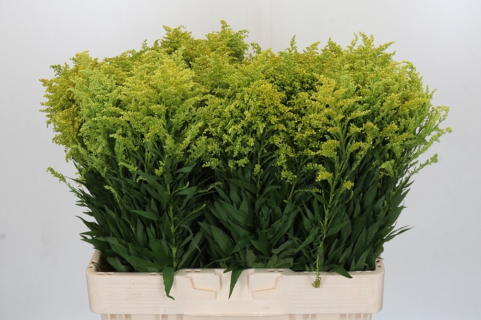 Solidago Tara Gold Buiten