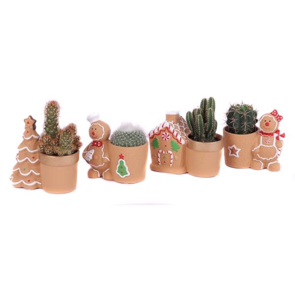 <h4>Cactus mix 5,5 cm in gingerbread planter</h4>
