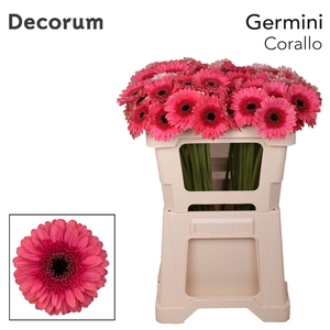 Germini Corallo Water