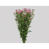 CRIS CALIMERO PINK 070 CM