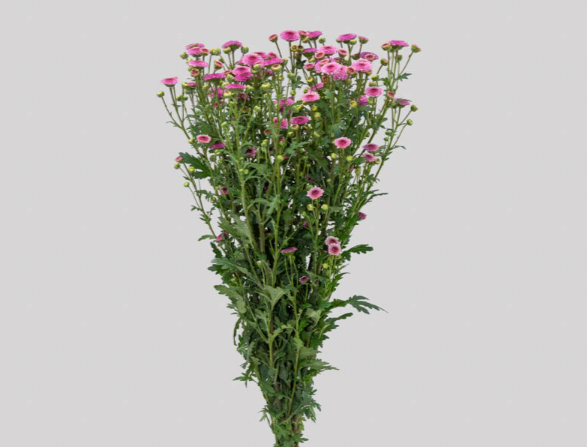 CRIS CALIMERO PINK 070 CM