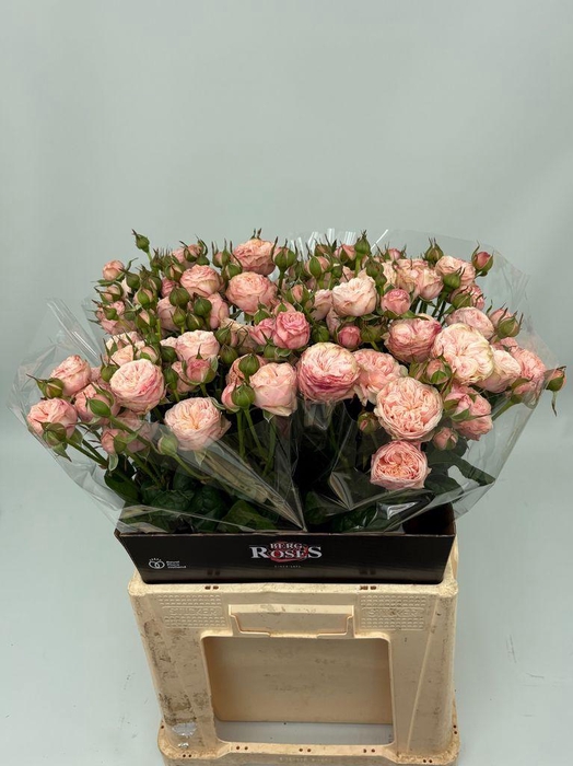 <h4>Rosa spray royal blush</h4>