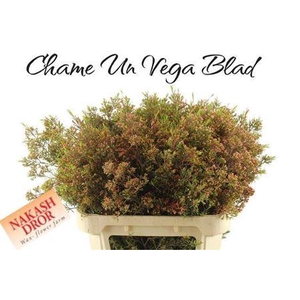 Chame Un Vega Blad