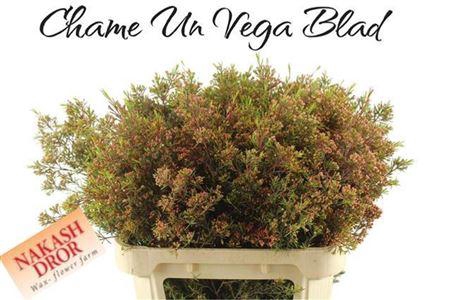 <h4>Chame Un Vega Blad</h4>
