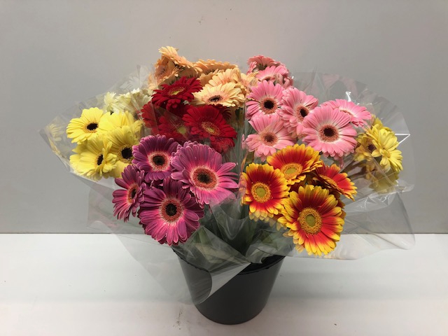 <h4>Gerbera mini overig</h4>
