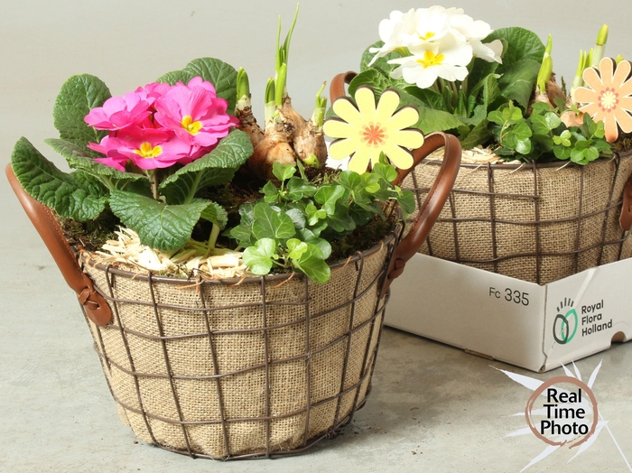 <h4>ARR TUINPLANTEN</h4>